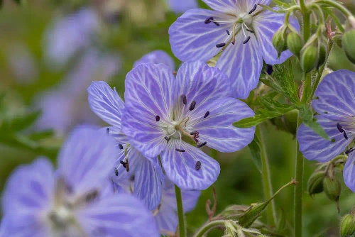 Bodziszek łąkowy Mrs Kendall Clark Geranium pratense