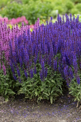 Szałwia omszona Noche Salvia nemorosa