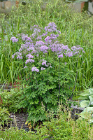 Rutewka Orlikolostna Black Stockings Thalictrum Aqulegiifolium 9-1L