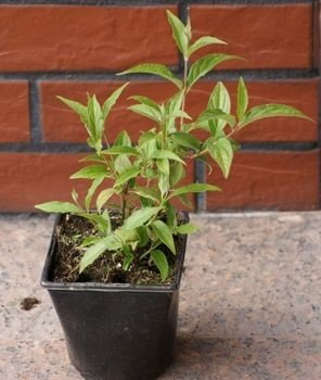 Żylistek Szorstki Aurea Deutzia Scabra 1l