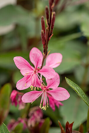 Gaura Flamingo Pink Gaura lindheimeri 1l