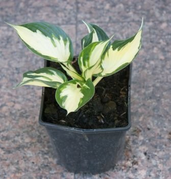 Funkia Paul Revere Hosta 2l