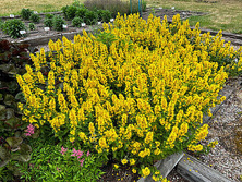 Tojeść Kropkowana Lysimachia Punctata 9