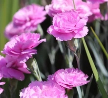 Goździk pierzasty Iced Gem Dianthus plumarius 9 
