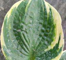 Funkia Sugar Daddy Hosta 1l