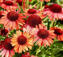Jeżówka Meditation Orange Echinacea