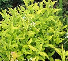 Żylistek szorstki Variegata Deutzia scabra 9-1l