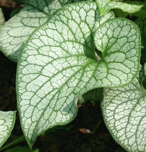 Brunnera wielkolistna Aleksander's Great Brunnera Macrophylla 1l