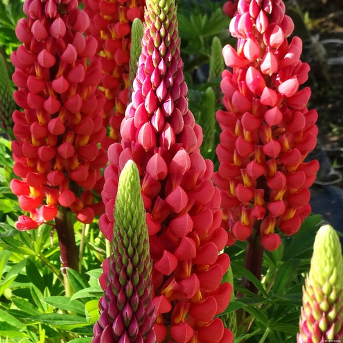 Łubin Towering Inferno Lupinus hybrida