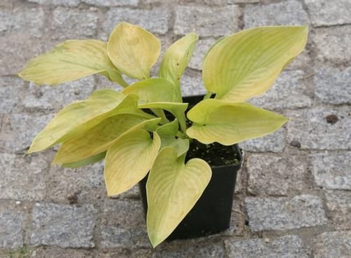 Funkia Doubloons Hosta  2l