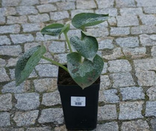 Funkia Love Pat Hosta 2l