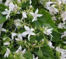 Dzwonek poszarskiego Silberregen Campanula  Poscharskyana 9