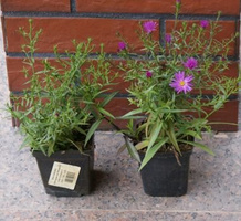 Aster krzaczasty Herbstgruss vom Bresserhof Aster dumosus 9