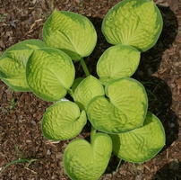 Funkia Rainforest Sunrise Hosta  2l