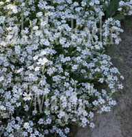 Gipsówka rozesłana Alba Gypsophila repens 9