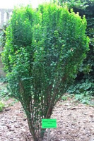 Berberys Thunberga Erecta Berberis Thunbergii 1l