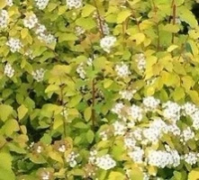 Tawuła van Houtte'a Gold Fountain Spiraea ×vanhouttei 1l
