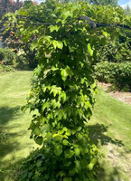 Winobluszcz trójklapowy Parthenocissus tricuspidata 1l