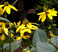 Rudbeckia Naga Herbstsonne Rudbeckia Laciniata