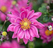 Zawilec Garden Breeze Rosy Red Anemone Hybrida 