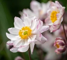Zawilec Garden Breeze Pink Touch Anemone Hybrida
