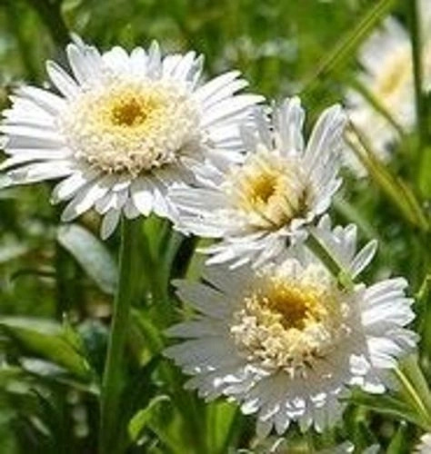 Aster alpejski Christine Aster alpinus 9