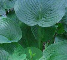 Funkia Jurassic Park Hosta