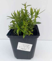 Aster October Skies Symphyotrichum oblongifolium