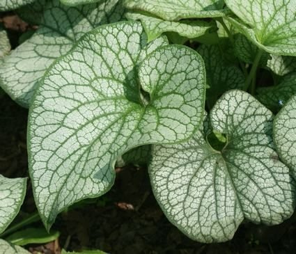 Brunnera wielkolistna Aleksander's Great Brunnera Macrophylla 1l