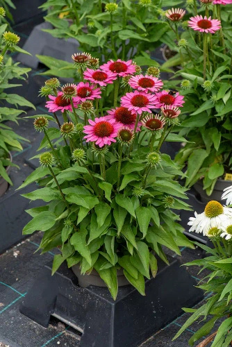 Jeżówka SunMagic Vintage Pink Echinacea