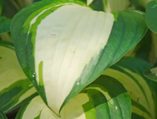 Funkia Vulcan Hosta 1l