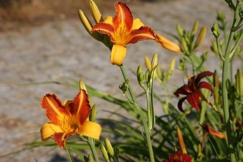 Liliowiec Frans Hals Hemerocallis