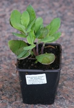Rozchodnik okazały Mr. Goodbud Sedum spectabile 0,5 - 1l