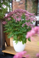 Sadziec Eureka Eupatorium
