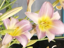 Liliowiec Catharine Woodbury Hemerocallis11