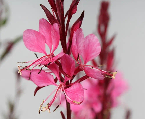 Gaura Flamingo Pink Gaura lindheimeri 1l