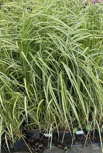 Trzcinnik ostrokwiatowy England Calamagrostis acutiflora 1l
