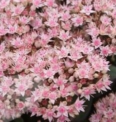 Rozchodnik wielki Matrona Sedum telephium 1l