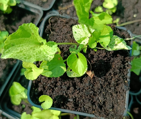 Fiołek motylkowaty Variegata Viola Soraria