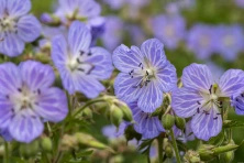 Bodziszek łąkowy Mrs Kendall Clark Geranium pratense