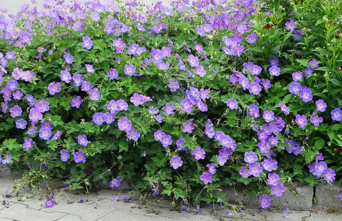 Bodziszek Rozanne Geranium hybrids