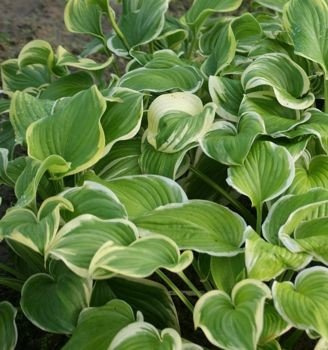 Funkia Fragrant Dream Hosta 1l