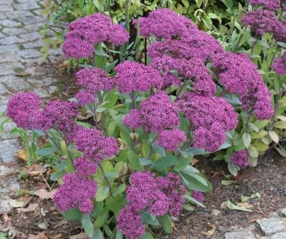 Rozchodnik okazały Mr. Goodbud Sedum spectabile 0,5 - 1l