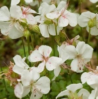 Bodziszek dalmatyński Alba Geranium dalmaticum
