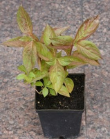 Krzewuszka Cudowna Wings of Fire Weigela florida 1l