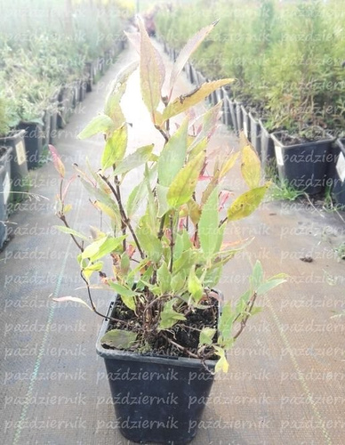 Żylistek Wysmukły Nikko Deutzia Gracilis 1l