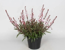 Gaura Cherry Brandy Gaura lindheimeri