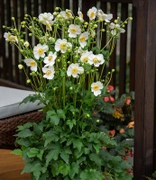 Zawilec Summer Breeze Snow Anemone Hybrida