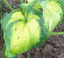 Funkia Color Glory Hosta  2l