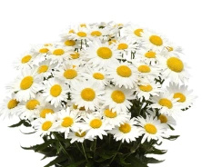 Złocień wielki Madonna Leucanthemum x superbum